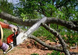 How Our Tree Care Process Works  in  Nottingham, PA